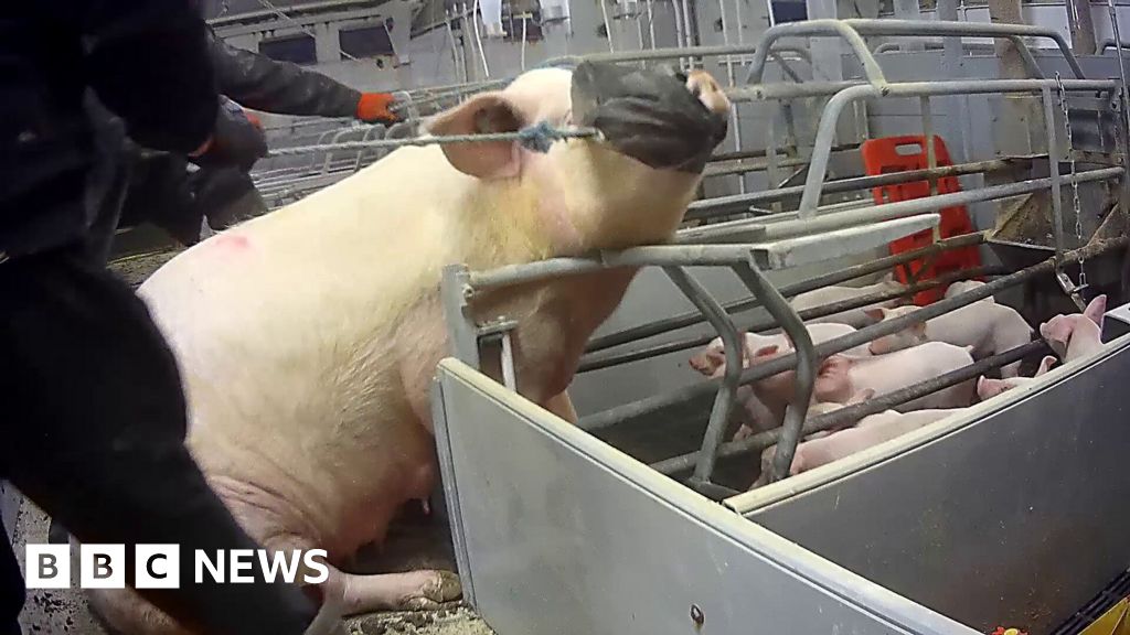 Pig farm operations suspended over abuse claims