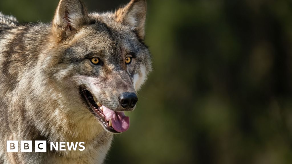 Colorado relocates wolf pack after livestock attacks