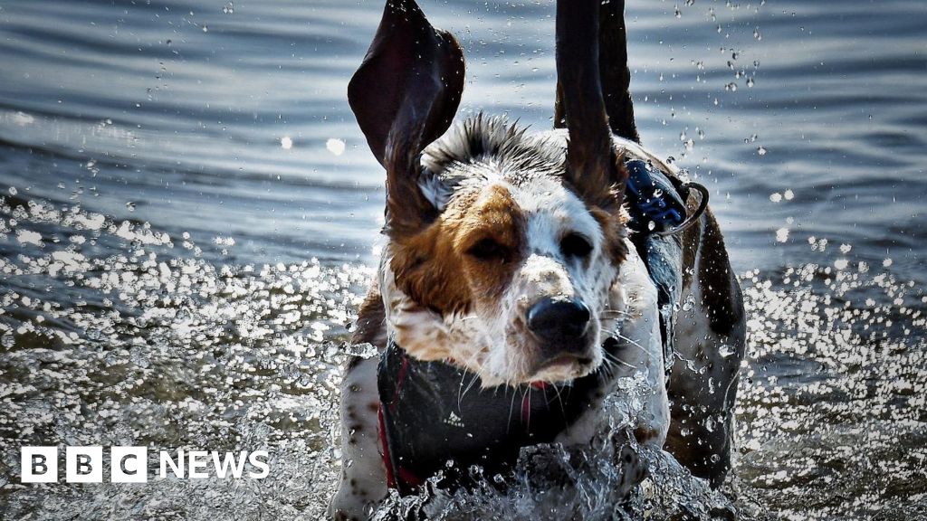 More than 180 basset hounds invade Wells-next-the-Sea beach