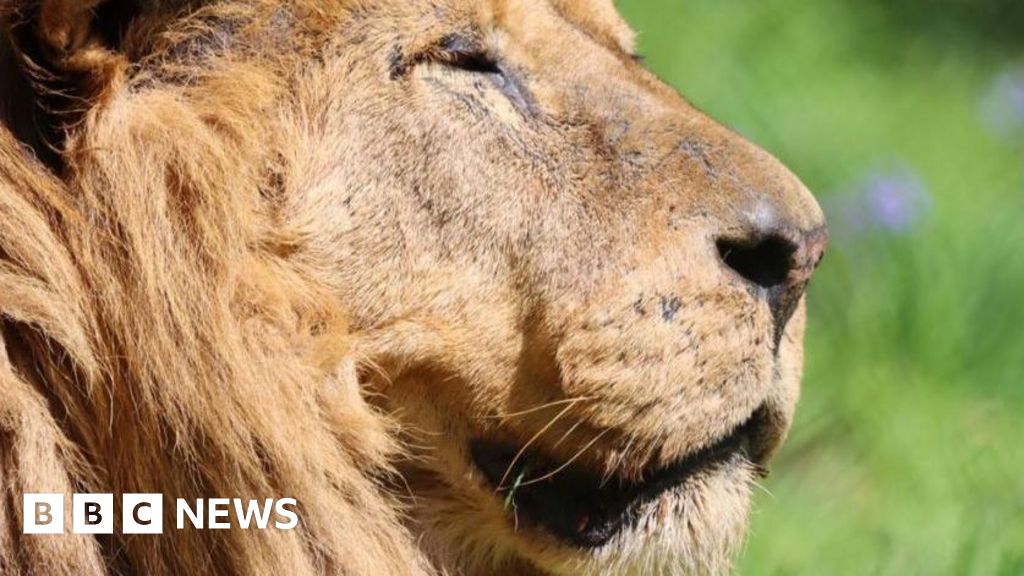 Lion who was 'true king' of Dartmoor Zoo dies