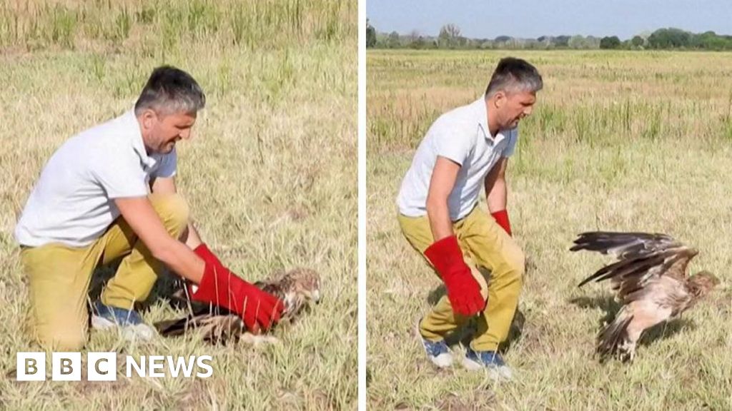 Rare Kidnapped Serbian Eagle Freed into Wild After Rescue - News Directory 3