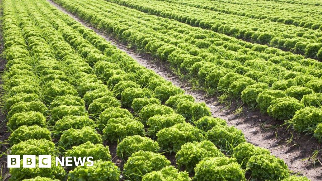 Norfolk salad producer says wet weather is a ‘challenge’