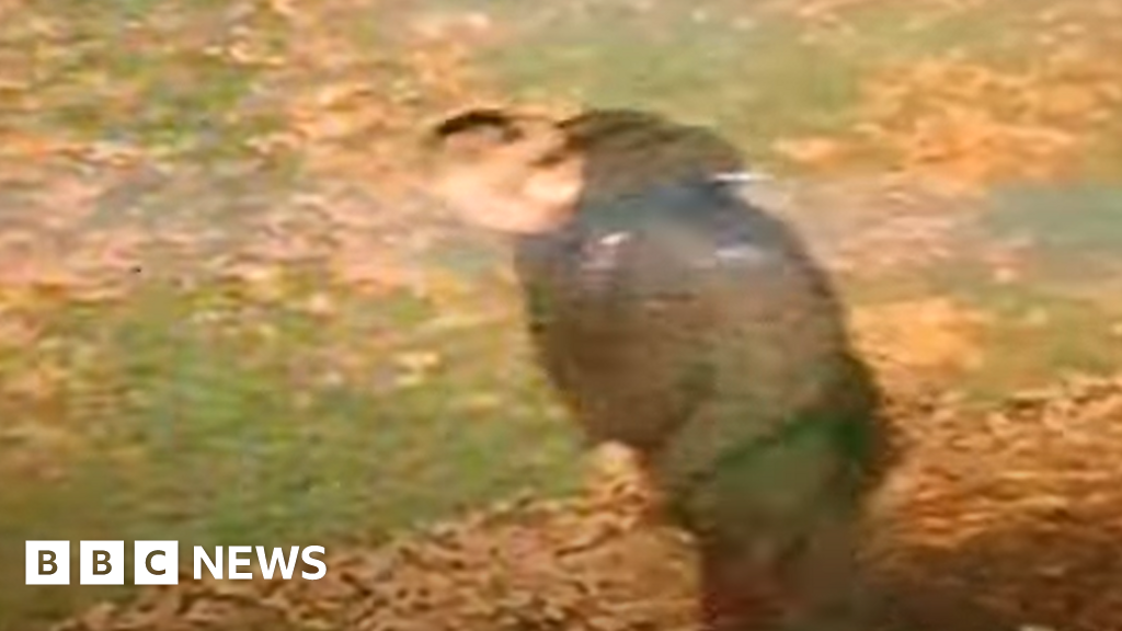 Woman raped in racially aggravated attack, say police