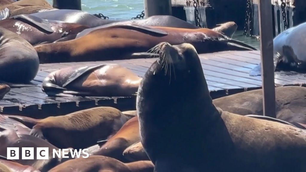 Massive sea lion makes rare appearance in San Francisco