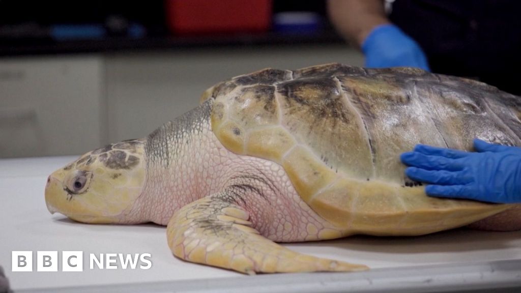 Endangered sea turtle makes 5,000-mile journey back to Texas from Wales