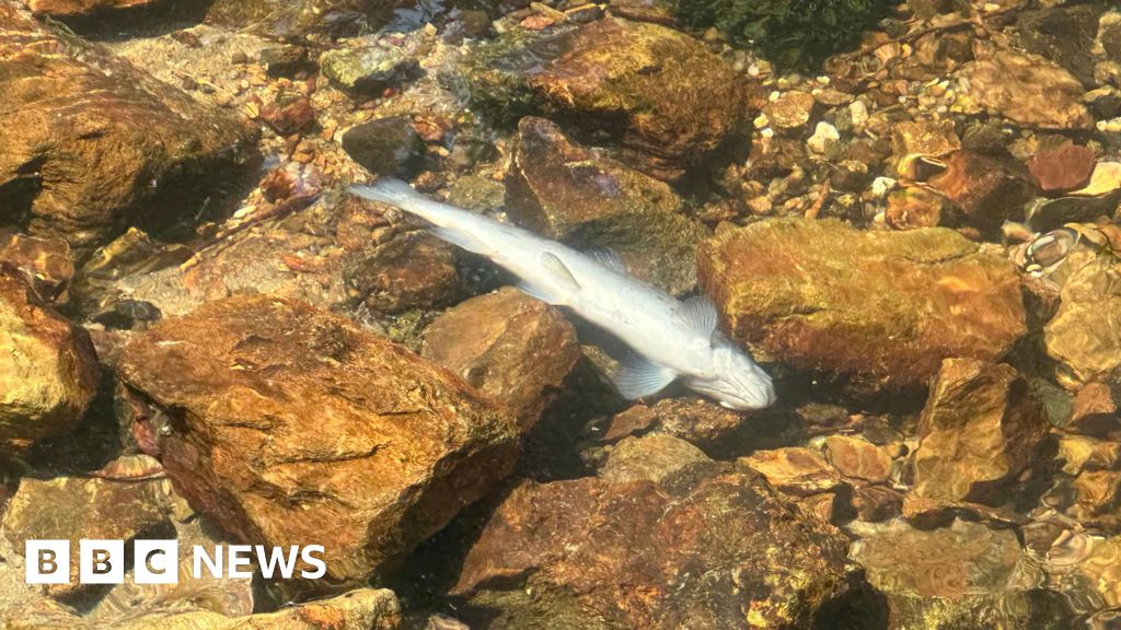Dŵr Cymru Welsh Water Fined £250,000 for Sewage Pollution Gwent Levels, Afon Llwyd
