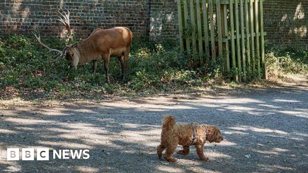 Dog attacks on deer prompt Royal Parks warning