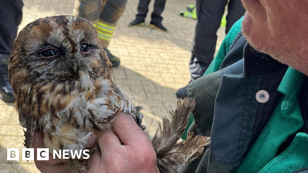 Owl rescued from chimney in Cornwall