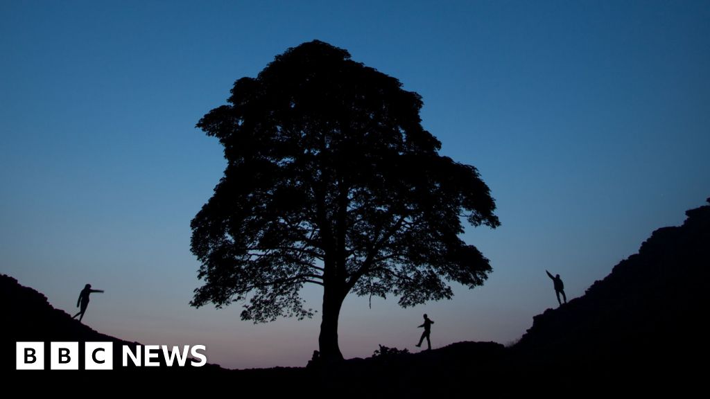 Sycamore Gap sapling gifted in memory of boy with cancer