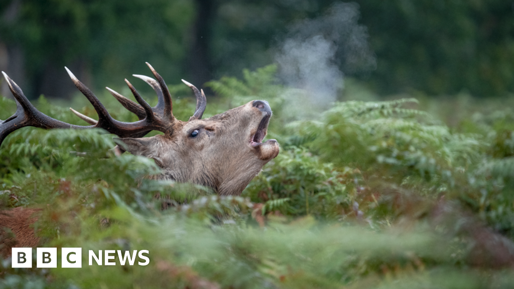 bbc.co.uk - Weekly round-up: Five stories from the South you may have missed - BBC News