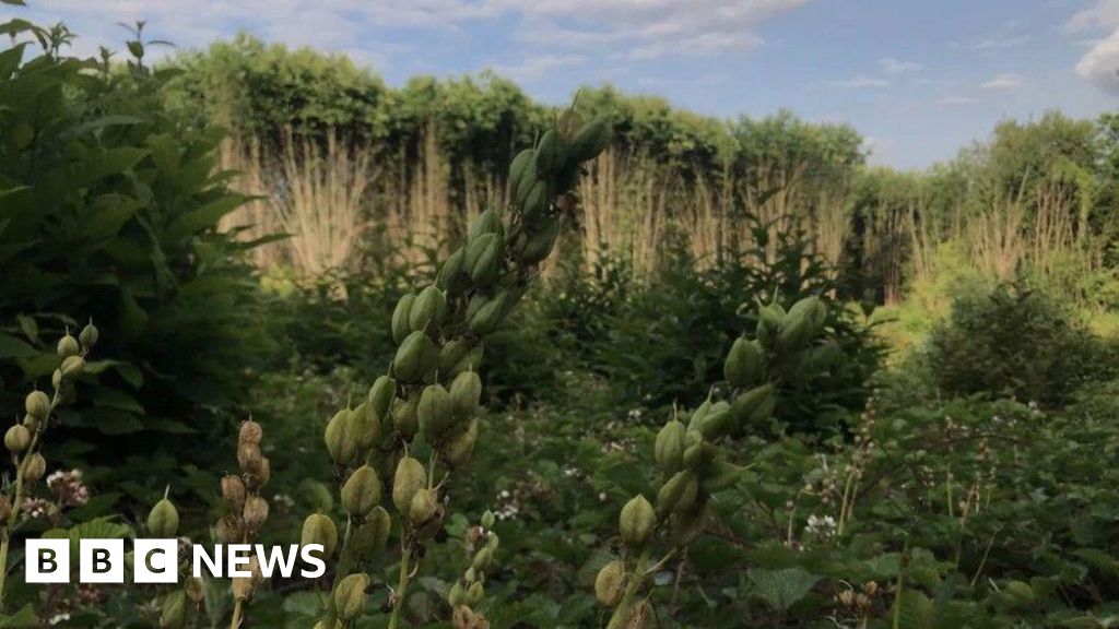 bbc.co.uk - Tanya Gupta - Kent quarry plan threatens ancient woodland, charities warn