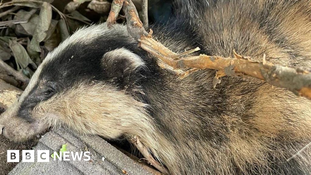 Belper Police probe as badger found in wire snare dies