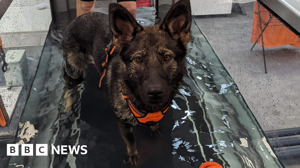 Dogs recovering after being dumped in cage under tree in Birmingham