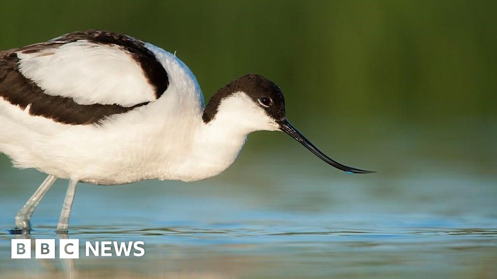 Record year for bird sightings and breeding at RSPB Saltholme