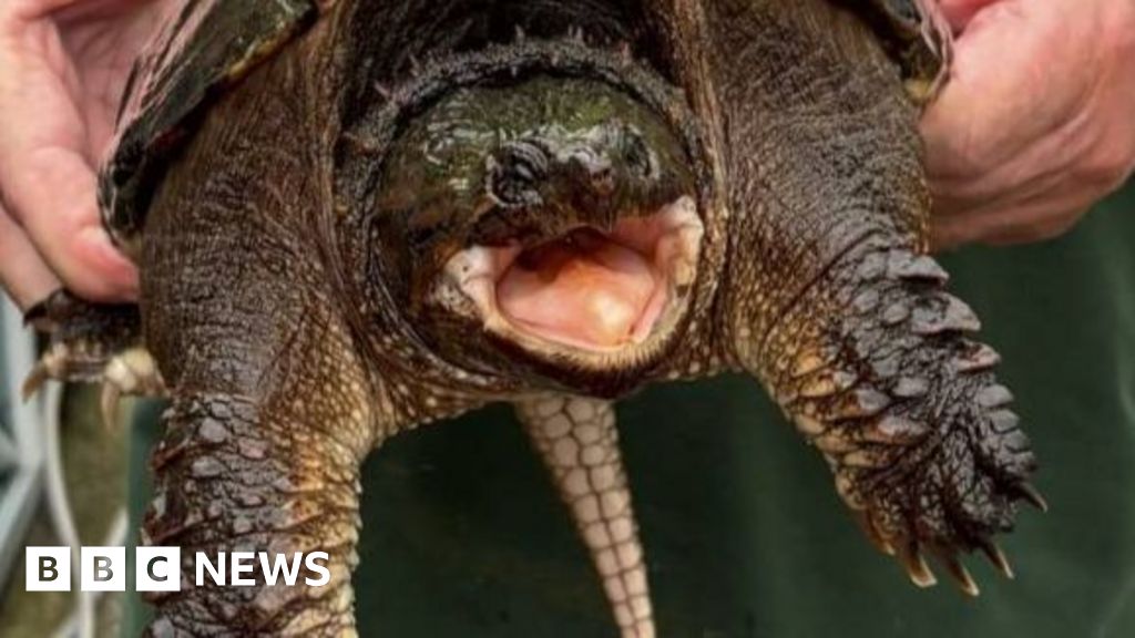 Snapping turtle with bite 'like trapping your hand in car do