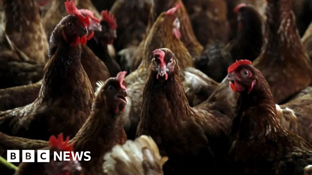 Bird Flu Protection Zones Activated Across UK Farms Amid Outbreaks