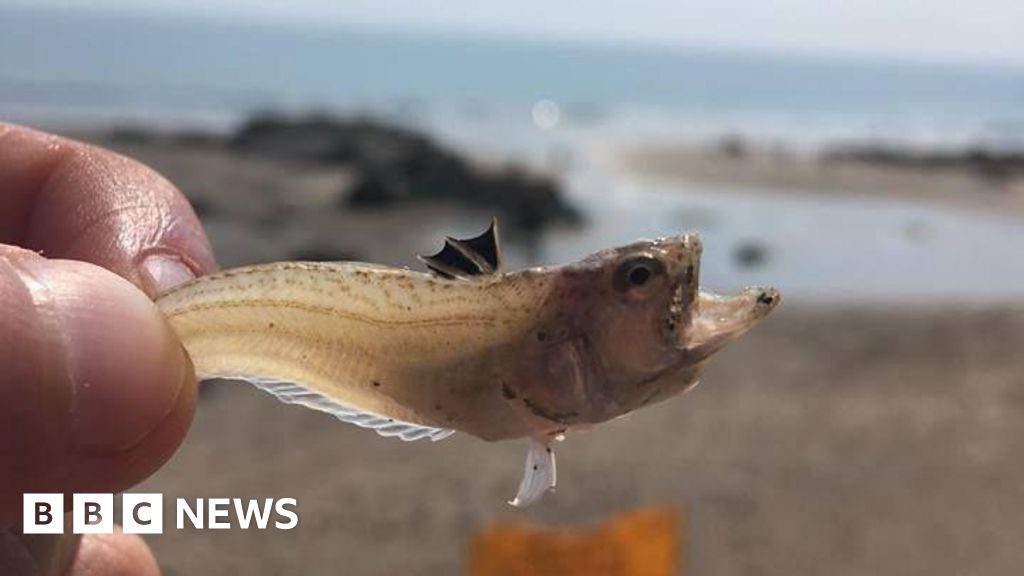 Venomous Weever Fish, Stinging Jellyfish Warnings Across UK, Ireland Beaches
