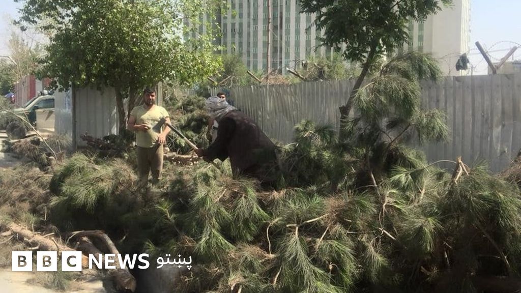 کابل ښاروالۍ د ونو پرې کولو له کبله امریکایی شرکت جریمه کړی Bbc News پښتو