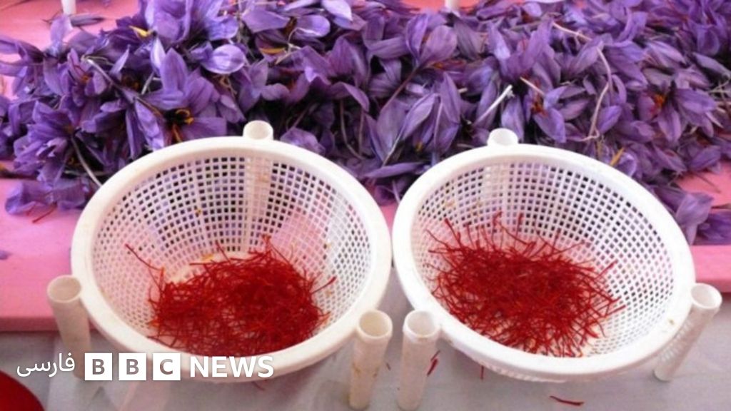 چشم انداز تولید و تجارت زعفران در افغانستان Bbc News فارسی