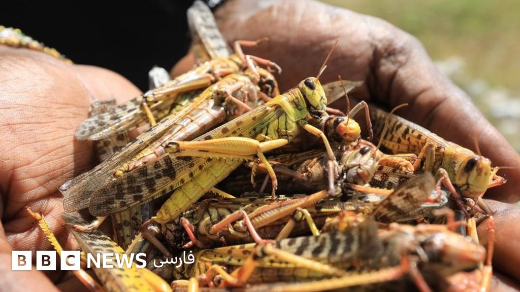 عکس: هجوم صدها میلیارد ملخ به شرق آفریقا، جنوب آسیا و ایران - BBC News ...