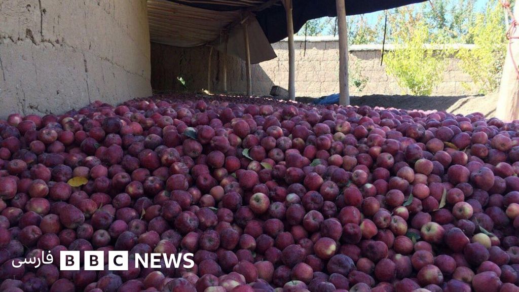 تغییرات اقلیمی تولیدات سیب را در میدان وردک افغانستان کاهش داده است Bbc News فارسی