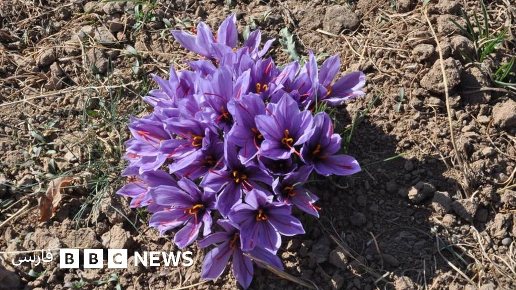 افغانستان واردات زعفران و پیاز آن را ممنوع کرد Bbc News فارسی