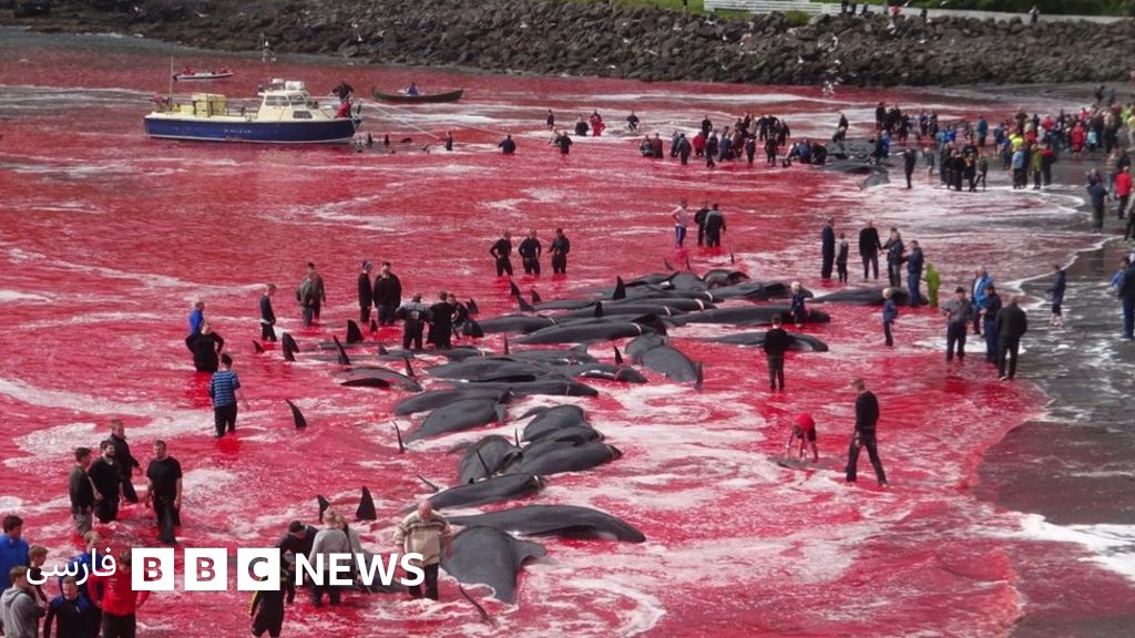 دریا از خون نهنگ ها سرخ شد Bbc News فارسی