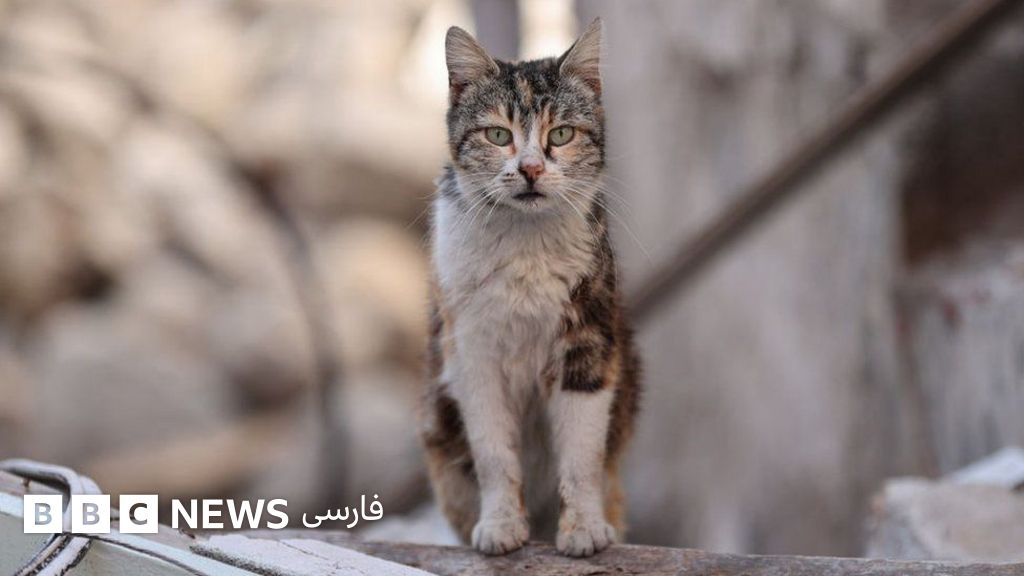 مسابقه «گربه‌‌کشی» کودکان پس از انتقادهای شدید در نیوزیلند لغو شد BBC