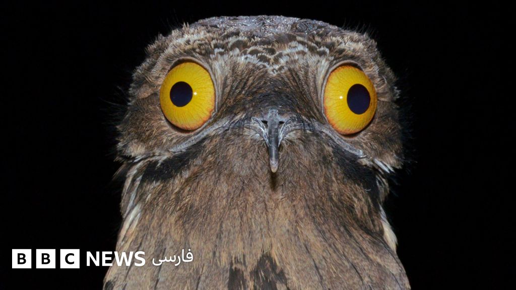 در جست‌وجوی پرنده شبح آمریکای جنوبی