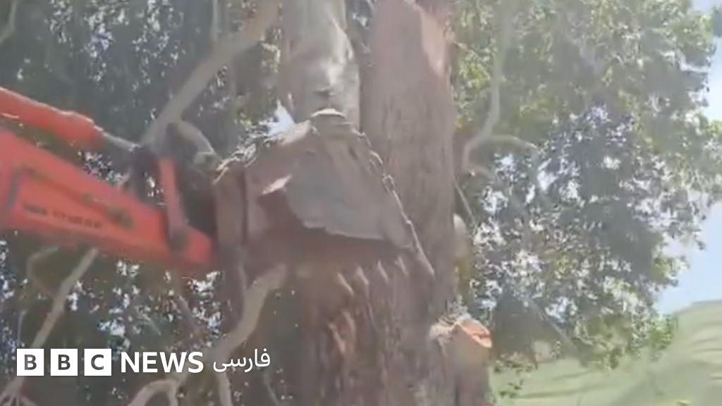 واکنش کاربران به قطع درخت چنار «۳۰۰ ساله» برای توسعه مسجد جامع یک روستای بدخشان افغانستان