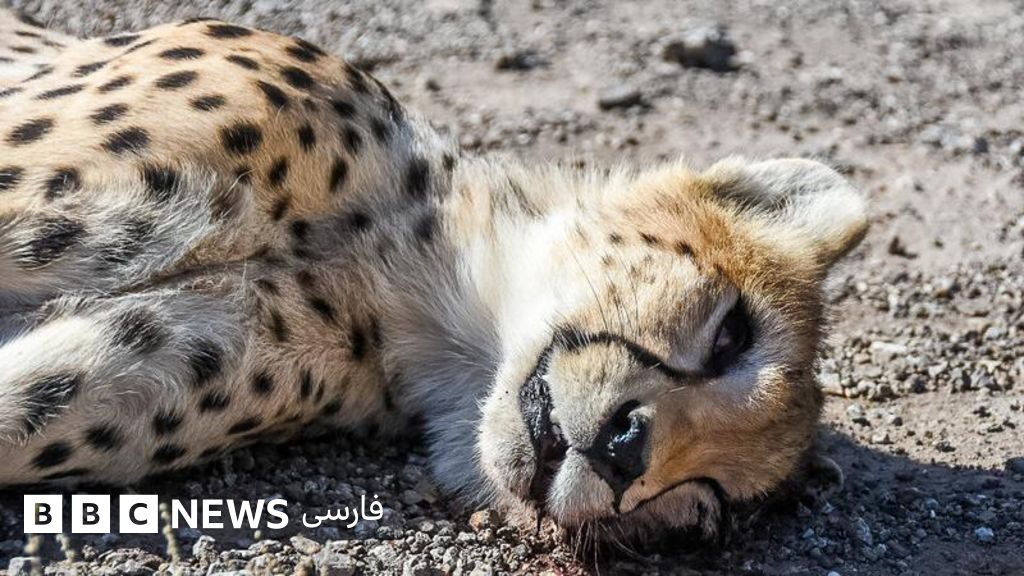 جاده‌های یوزکُش ایران؛ ۱۳ یوزپلنگ در ۱۳ سال - BBC News فارسی