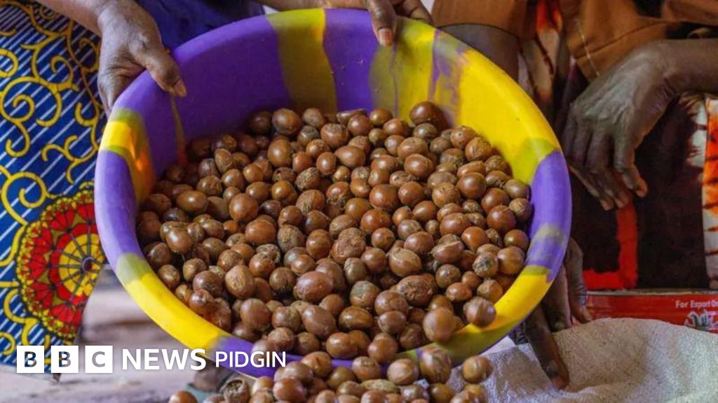 Nigeria's Shea Export Ban: What You Need to Know About the Health Benefits of Shea Nuts