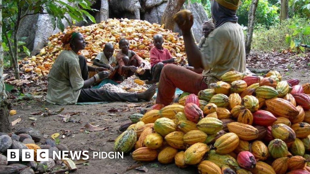 Ghana Cocoa farmer dia money go reduce Government BBC News Pidgin
