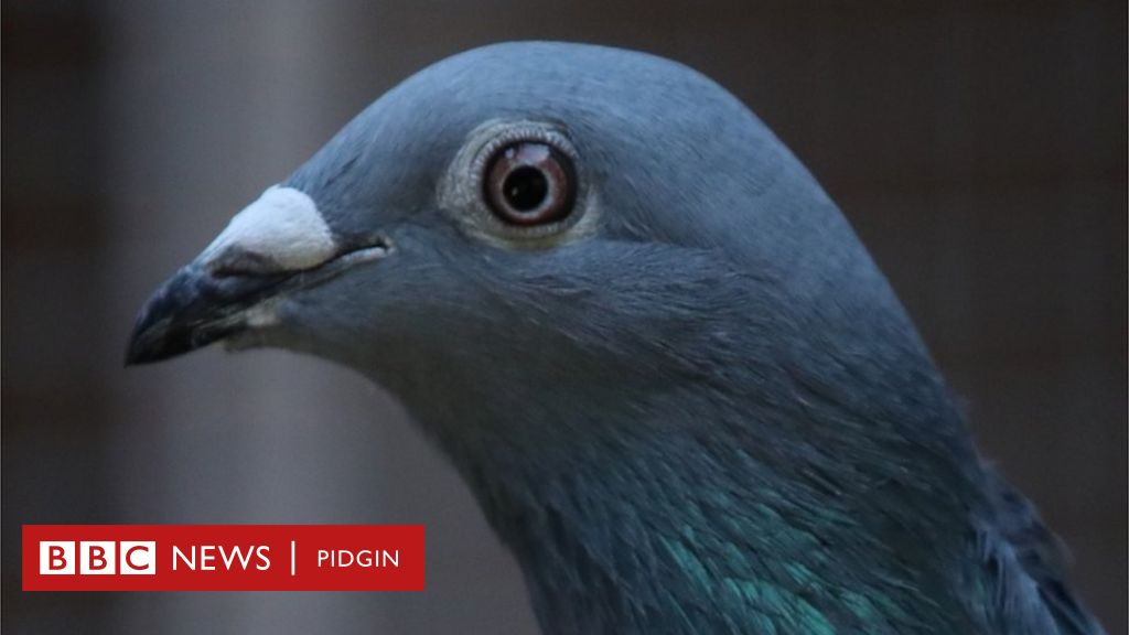 Nieuwe Kim Pigeon uit België verkocht voor recordprijs van ,9 miljoen