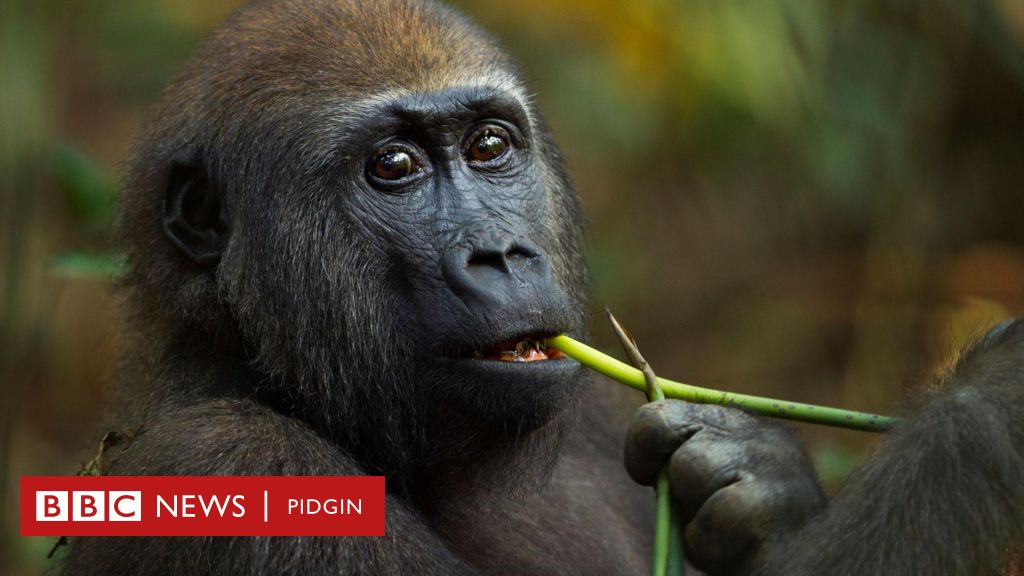 Gorillas self-medicate: Scientists say these animals may be vulnerable to new drugs