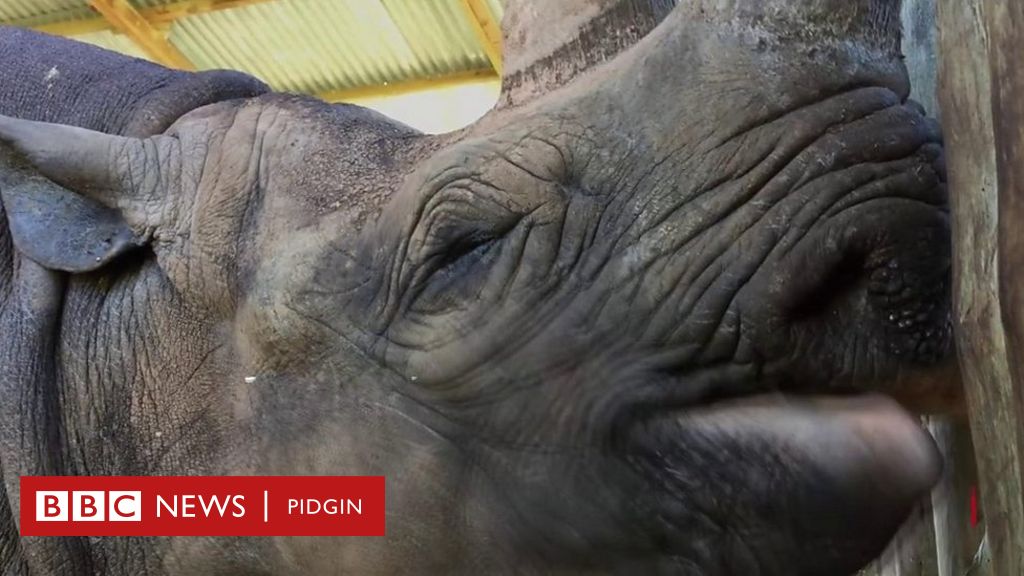 Fausta di world oldest rhino don die inside Tanzania for age 57 - BBC ...