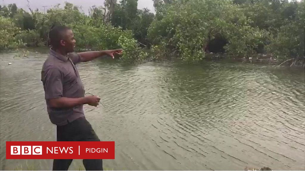 Solution to clean Niger Delta pollution fit come from Mangrove ...