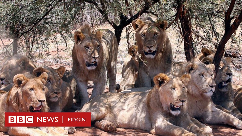 Lions don attack and chop 'thief' for South Africa park - BBC News Pidgin