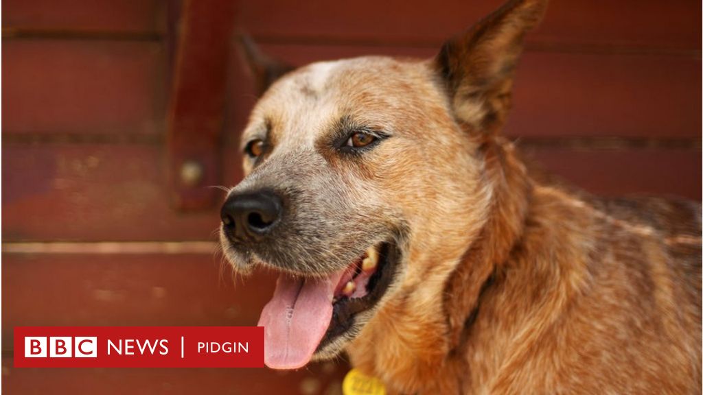 Dog Share Ka Bf Xxx - Dog sleeping with human: Wetin Nigeria law say about bestiality and oda  tins you need to know - BBC News Pidgin