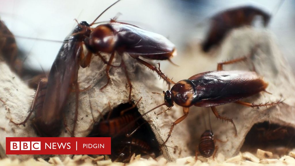 Why Cockroach Na Big Business For China BBC News Pidgin    101039639 Gettyimages 939740150 