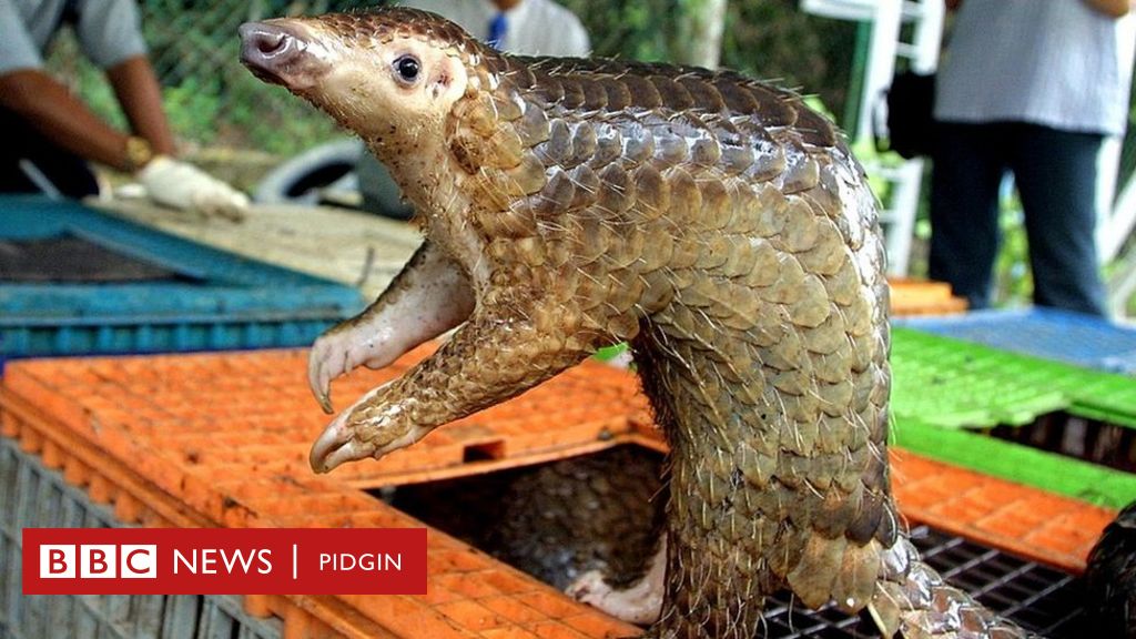 Pangolin: Wetin you need to know about dis animal and why some pipo dey ...