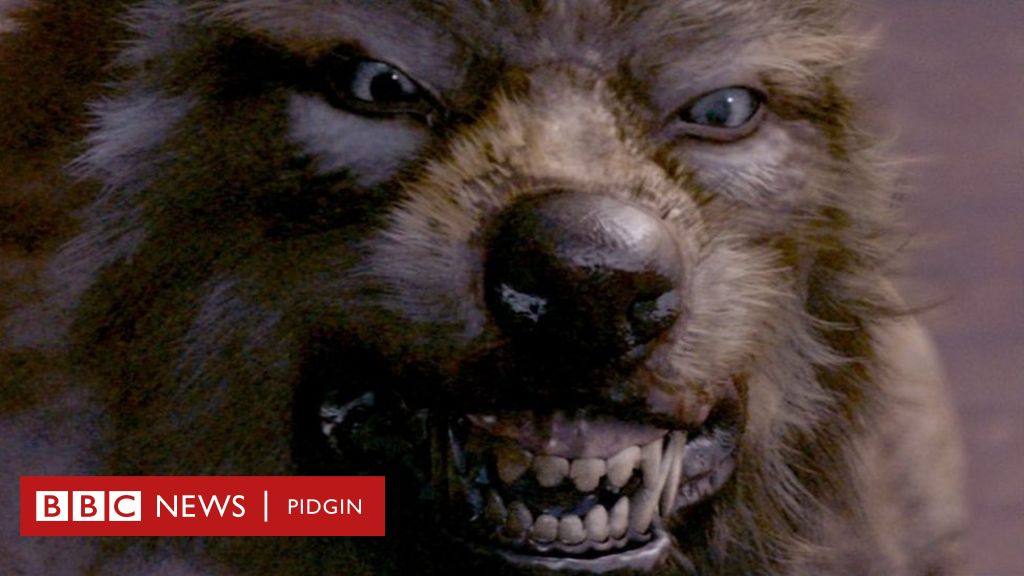 Werewolf found in Nigeria': 'Mysterious Beast' enta Nigeria kill four pipo  for Benue State? - Defence HQ say di tori na fake news - BBC News Pidgin