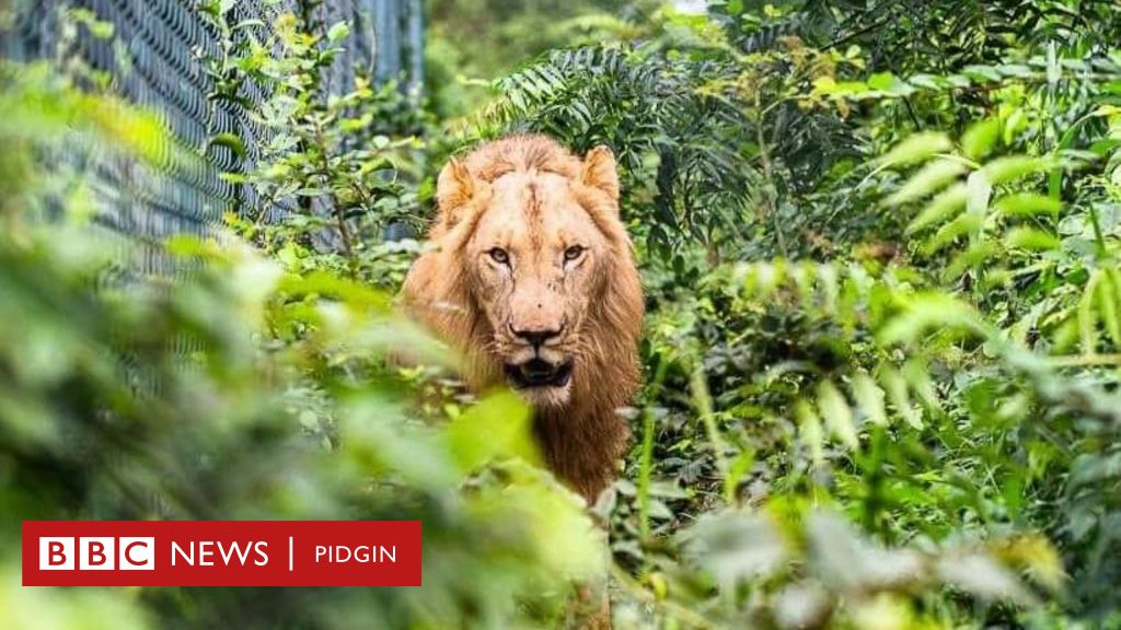 Accra Zoo: How lion attack and kill man wey jump into lion den for Accra  Zoo - BBC News Pidgin