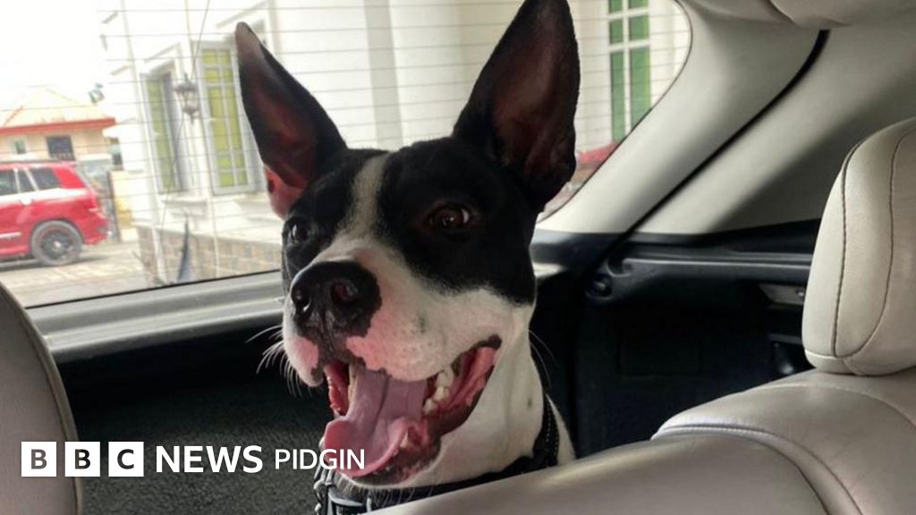 Roxie dog killed for wandering 'Dem shoot am for neck three times