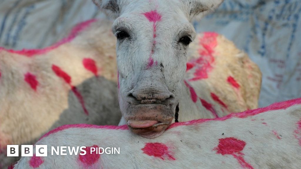 New video show how donkeys dey die for medicine for China BBC News Pidgin