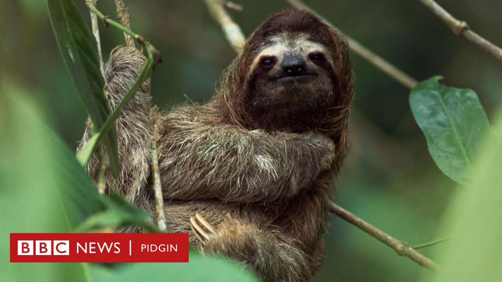 Oropouche disease: symptoms of the sloth virus and what you should know