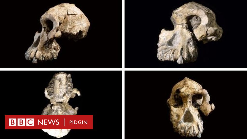 A 3.8-Million-Year-Old Skull Puts a New Face on a Little-Known