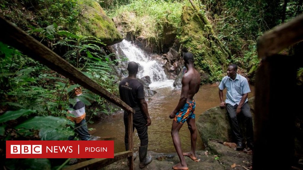 Atewa forest: Quick facts about di Ghana forest wey need protection ...