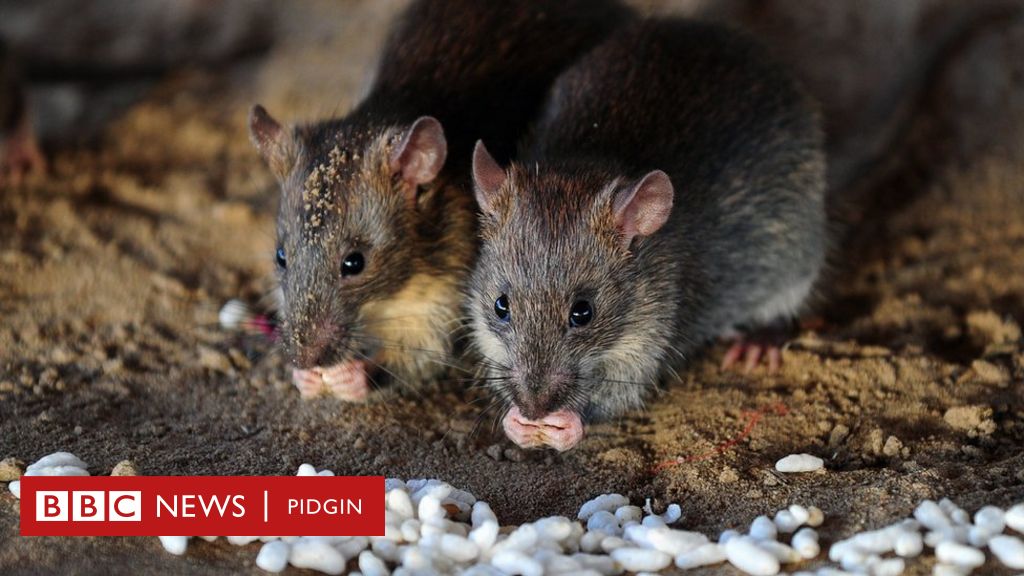 Lassa fever kills 59 Pipo in the first 6 weeks of 2022 for Nigeria