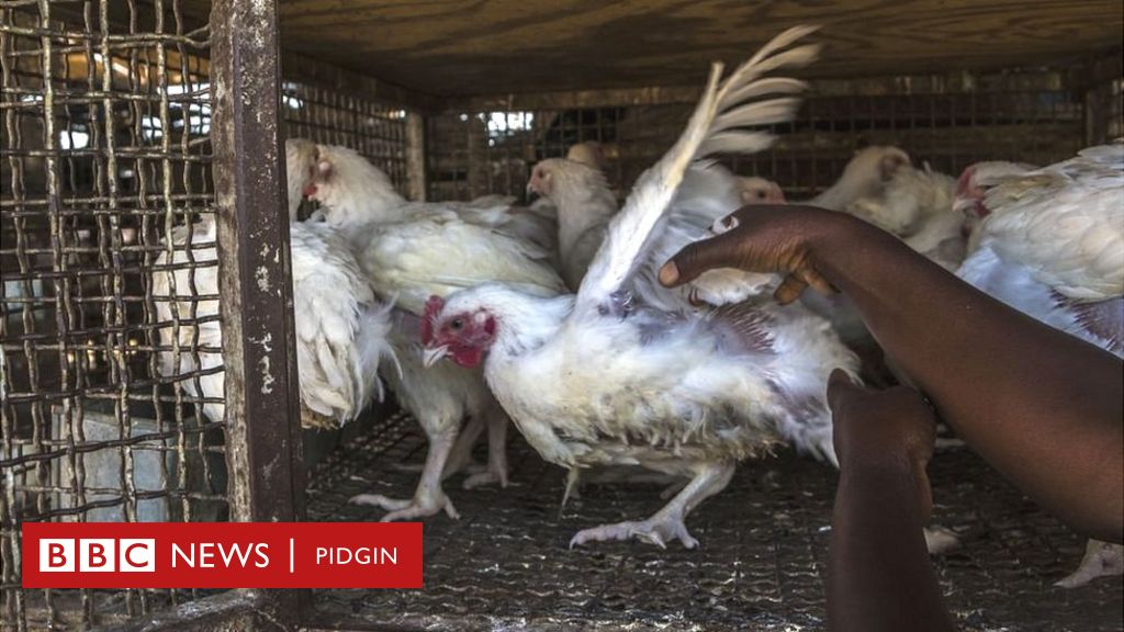 Coronavirus - Virus: Broiler chicken get virus wey dey spread ...